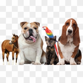 Thumb Image - National Pet Day 2020, HD Png Download - pets png
