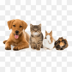 Pets Dog And Cat And Rabbit- - Cat Dog Guinea Pig, HD Png Download - pets png