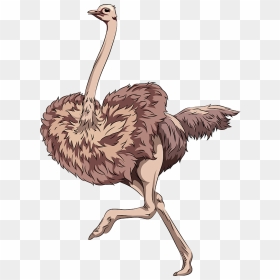 Ostrich Clipart - Birds, HD Png Download - ostrich png