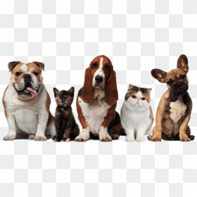 Main Png Dogs And Cats19202017 10 122017 10 12http - Pets Cats And Dogs, Transparent Png - pets png