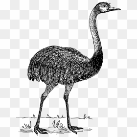 Rhea Bird Drawings, HD Png Download - ostrich png