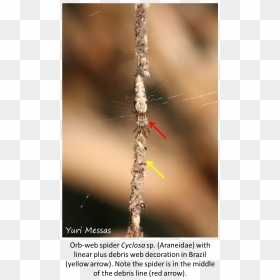 Macro Photography, HD Png Download - spider webs png