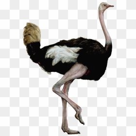 Ostrichsmaller - Transparent Ostrich, HD Png Download - ostrich png