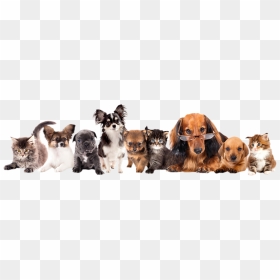Group Of Different Puppies Clipart , Png Download - Petsmart Adoption Events, Transparent Png - pets png
