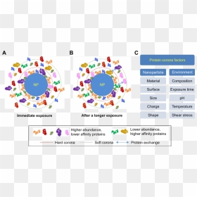 Protein Layer Corona, HD Png Download - coronas png
