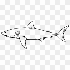 Drawing Of Tiger Shark, HD Png Download - sharks png