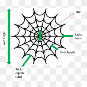 Web-diagram - Spider Man Logo Vector, HD Png Download - spider webs png