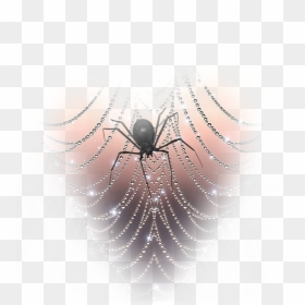 #freetoedit #spider #spiderwebs - Spider Web, HD Png Download - spider webs png