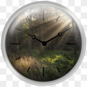 Usa Oregon Tillamook County Sunbeams In Forest - Grass, HD Png Download - sunbeams png