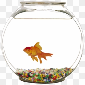 Aquarium Png, Transparent Png - fish bowl png