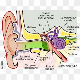 Middle Ear Anatomy, HD Png Download - ears png