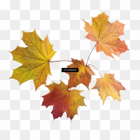 Autumn Leaf Leaves - Transparent Maple Leaves Png, Png Download - fall leaves background png