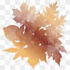 Autumn Leaves Background - Oak Tree Leaf, HD Png Download - fall leaves background png