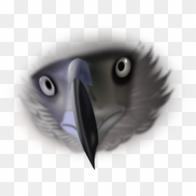 Eagle Bird Eyes Free Photo, HD Png Download - scary eyes png