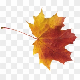 Best Free Autumn Leaves Png - Autumn Png Leaves, Transparent Png - black leaf png