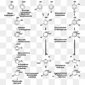 The Ordinary 3 Oxoadipate Pathway And - Oxoadipate Pathway, HD Png Download - thin arrow png