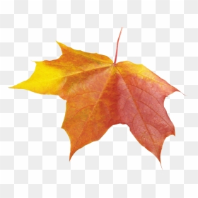 Autumn Leaves Background Leaf Transparent - Leaves Png Fall Winter, Png Download - fall leaves background png