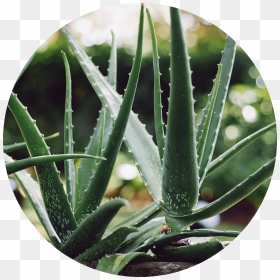 Aloe Vera Plant , Png Download - Aloe Vera Plant Transparent Background, Png Download - aloe vera png