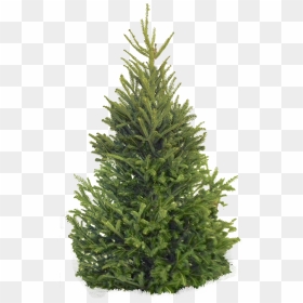 Fir Tree - Christmas Tree, HD Png Download - pine tree branch png