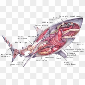 Shark Internal Anatomy, HD Png Download - sharks png