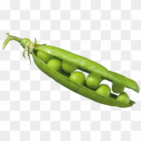 Peas In A Pod Png Image - Seed Dispersal By Explosion Peas, Transparent Png - peas png