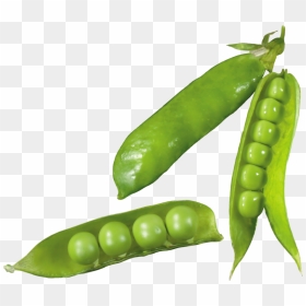 Pea Png, Download Png Image With Transparent Background, - Genetics Vocabulary Gregor Mendel, Png Download - peas png