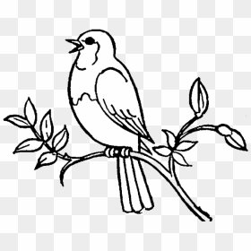 Bird Black And White Png - Bird White And Black, Transparent Png - bird clipart png