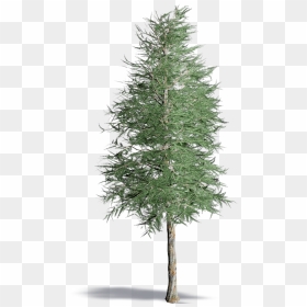 Realistic Black And White Pine Tree, Hd Png Download - Pine Realistic Tree Png, Transparent Png - pine tree branch png