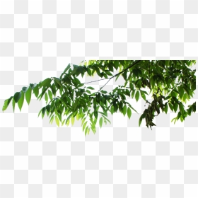 Hanging Leaves Png , Png Download - Hanging Tree Leaves Png, Transparent Png - tree leaves png