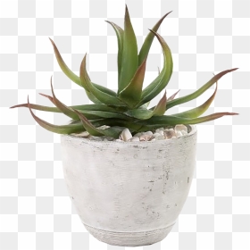 Aloe Drawing Exotic Plant - Aloe In A Pot, HD Png Download - aloe vera png