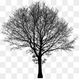 Tree Silhouette Vector Png, Transparent Png - tree silhouette vector png