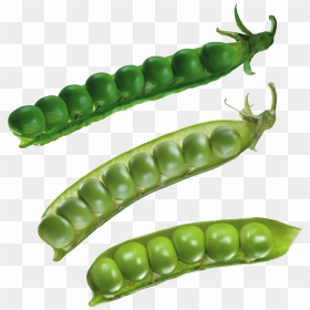 Download For Free Pea Png Picture - Kacang Polong Png, Transparent Png - peas png