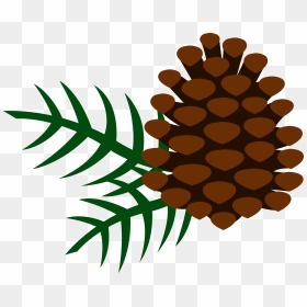 Pine Tree Branch Clipart - Clip Art Pine Cones, HD Png Download - pine tree branch png