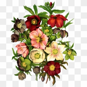 Vintage Floral Png , Png Download - Hellebores Colors, Transparent Png - vintage floral png