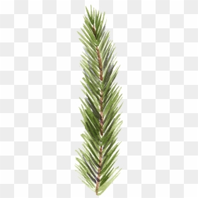 Pine Tree Branch - Pond Pine, HD Png Download - pine tree branch png