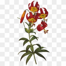 Vintage Floral Png , Png Download - Tiger Lily Floral Illustration, Transparent Png - vintage floral png