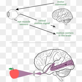 Transparent Movement Lines Png - Blank Brain Diagram, Png Download - motion lines png