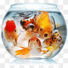 Crowded Fish Bowl, HD Png Download - fish bowl png