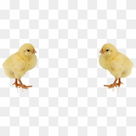 Chick Png Images Transparent Free Download - Baby Chicken Png, Png Download - chicken little png