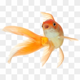Fish Png Pets , Png Download - Transparent Background Gold Fish Png, Png Download - pets png