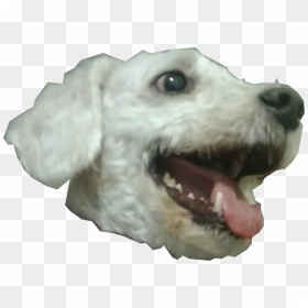 Dog Head Png Page - Png Beagle Head Transparent, Png Download - dog head png