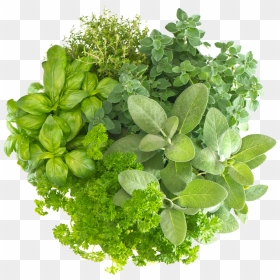 Herb Free Download Png - Transparent Background Herbs Png, Png Download - herb png