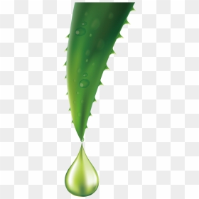 Image Description - Single Aloe Vera Leaf, HD Png Download - aloe vera png