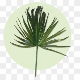 Pond Pine, HD Png Download - palm frond png