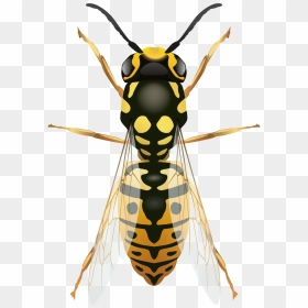 Wasp Png - Transparent Wasp Clipart, Png Download - hornet png
