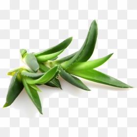 Aloe Vera Contains Over 100 Natural Amino Acids, Vitamins, - Aloe Vera Powder, HD Png Download - aloe vera png