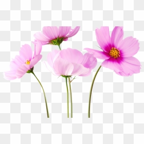 Bouquet Flowers Png 20 Stickers Png - Latest Flower Images Hd Png, Transparent Png - bouquet of flowers png