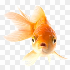 Goldfish Png Transparent Picture - Transparent Background Goldfish Transparent, Png Download - koi png