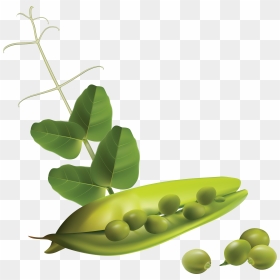 Free Download Of Pea Icon - Free Vector Vegetables, HD Png Download - peas png