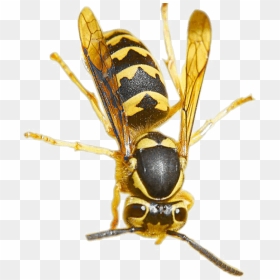 Wasp Png Pic - Wasp Meaning In Hindi, Transparent Png - hornet png